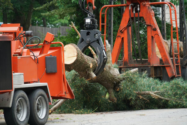 How Our Tree Care Process Works  in  Salem, OH