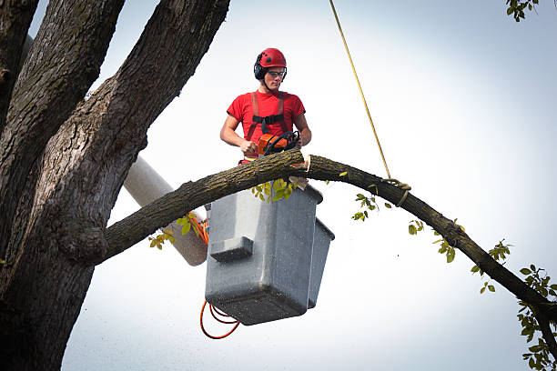 Best Hedge Trimming  in Salem, OH